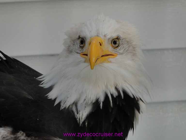 017: Sitka - Alaska Raptor Center - Bald Eagle