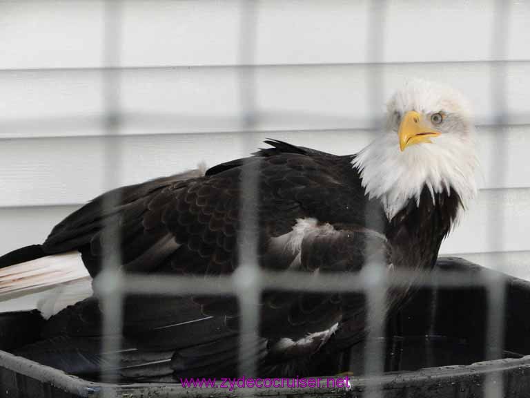 018: Sitka - Alaska Raptor Center - Bald Eagle