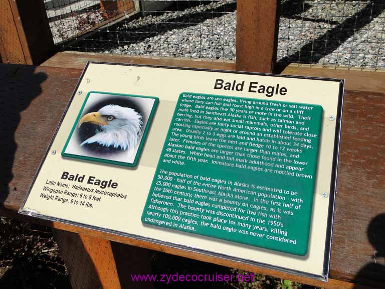 019: Sitka - Alaska Raptor Center - Bald Eagle