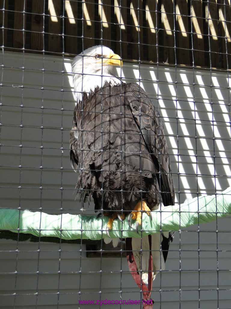 026: Sitka - Alaska Raptor Center - Volta - Bald Eagle