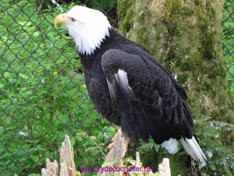 031: Sitka - Alaska Raptor Center - Bald Eagle