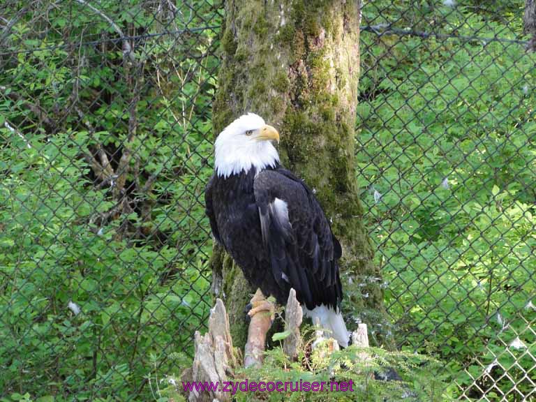 033: Sitka - Alaska Raptor Center - Bald Eagle