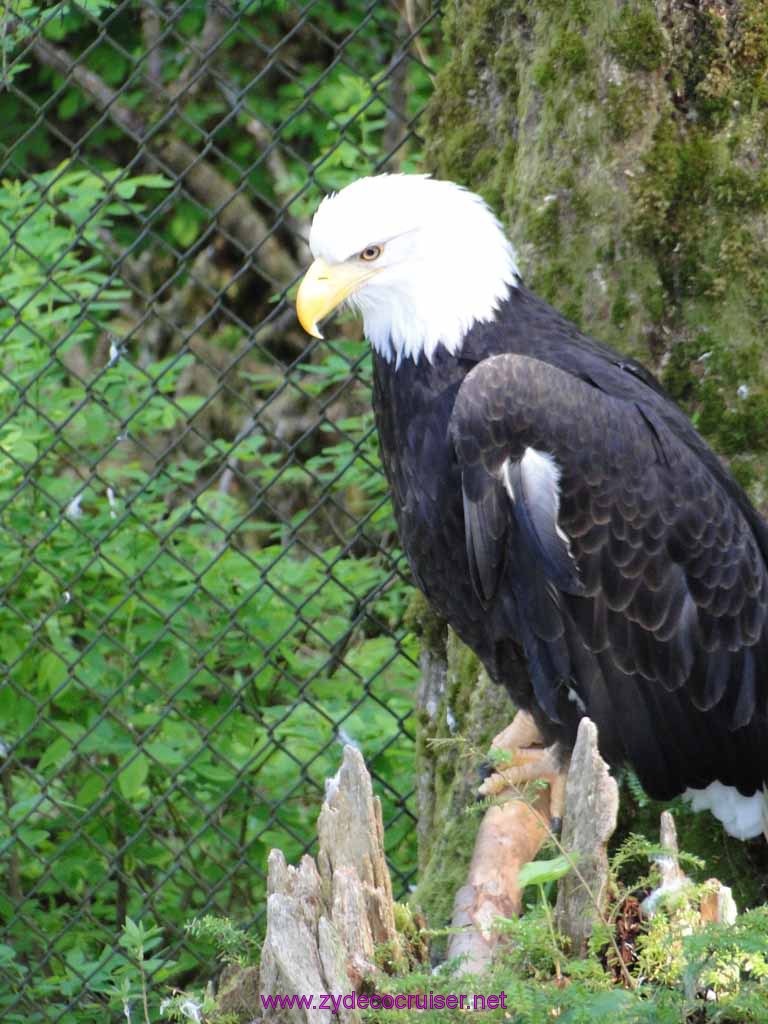 034: Sitka - Alaska Raptor Center - Bald Eagle