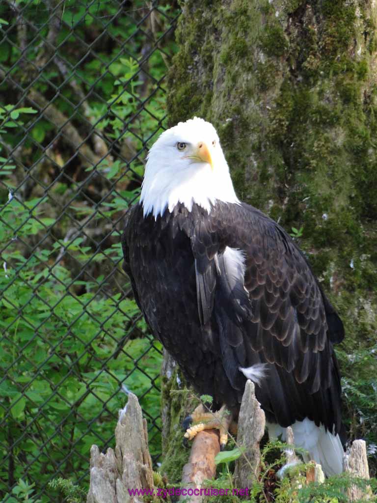 035: Sitka - Alaska Raptor Center - Bald Eagle