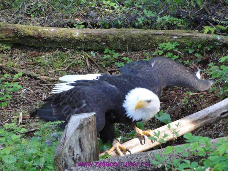 039: Sitka - Alaska Raptor Center - Bald Eagle