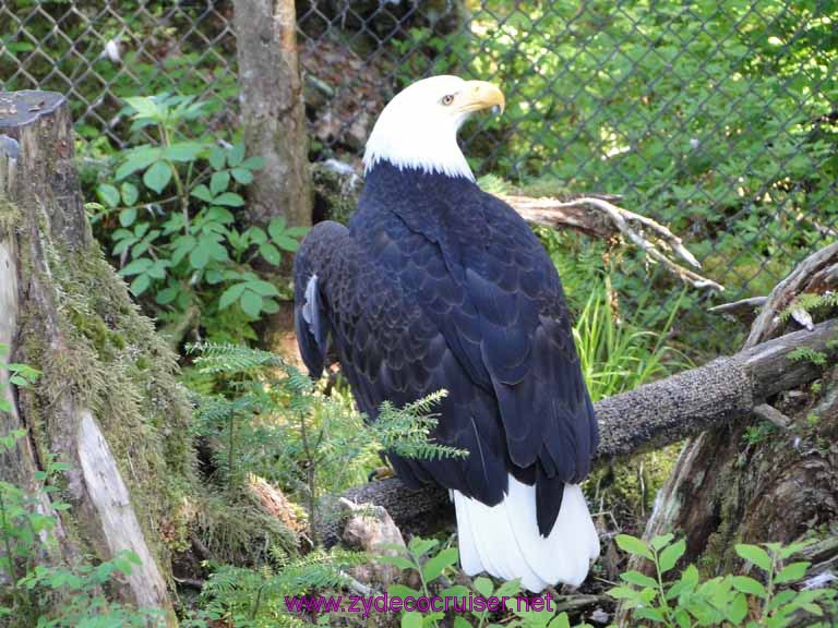 041: Sitka - Alaska Raptor Center - Bald Eagle