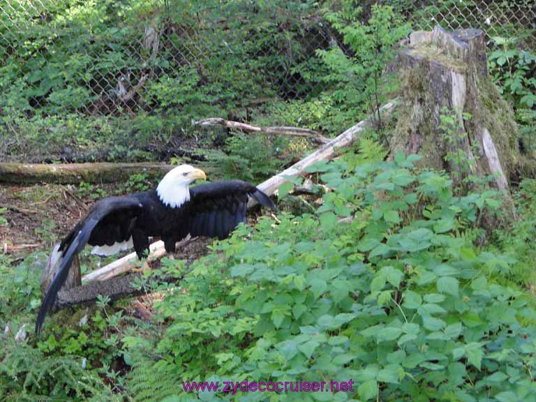 043: Sitka - Alaska Raptor Center - Bald Eagle