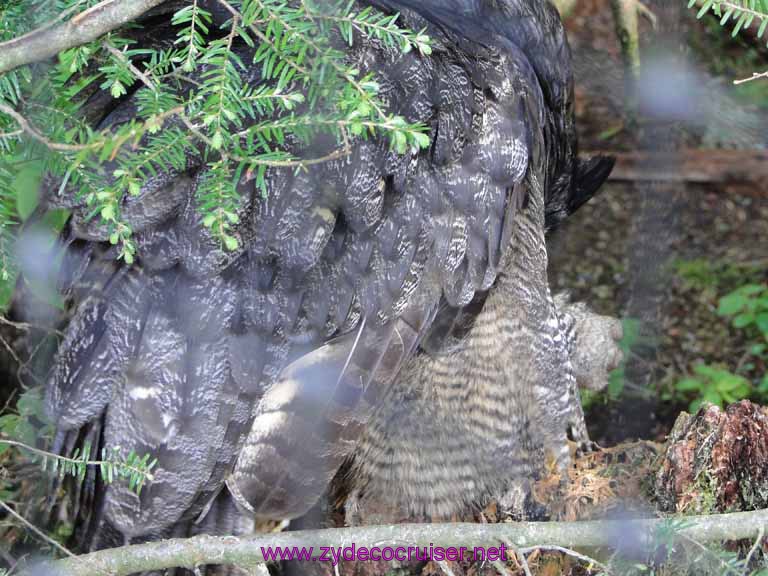 047: Sitka - Alaska Raptor Center - Great Horned Owl