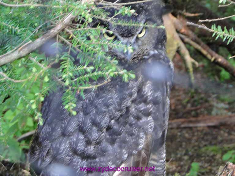 048: Sitka - Alaska Raptor Center - Great Horned Owl