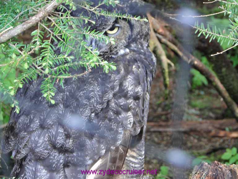 049: Sitka - Alaska Raptor Center - Great Horned Owl