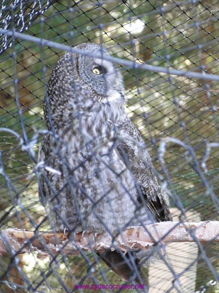 050: Sitka - Alaska Raptor Center - Great Horned Owl