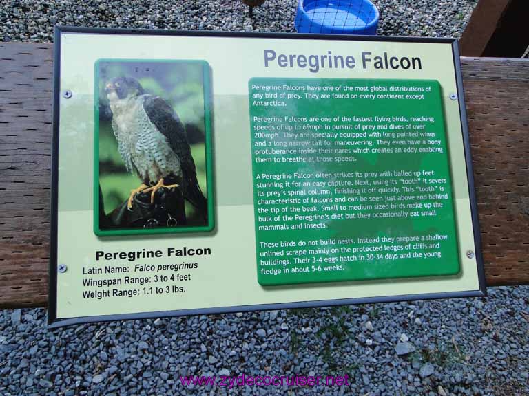 051: Sitka - Alaska Raptor Center - Peregrine Falcon