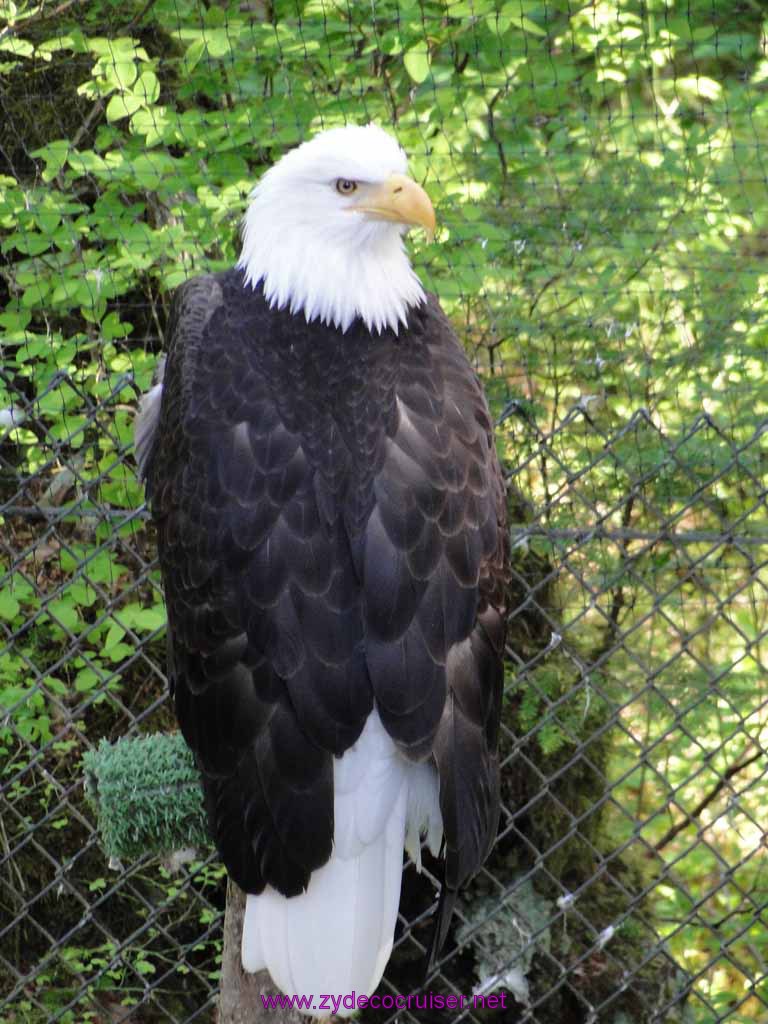 053: Sitka - Alaska Raptor Center - Bald Eagle