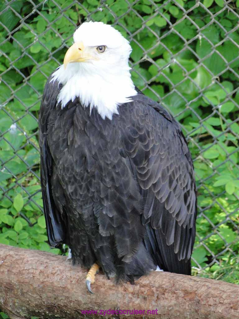 054: Sitka - Alaska Raptor Center - Bald Eagle