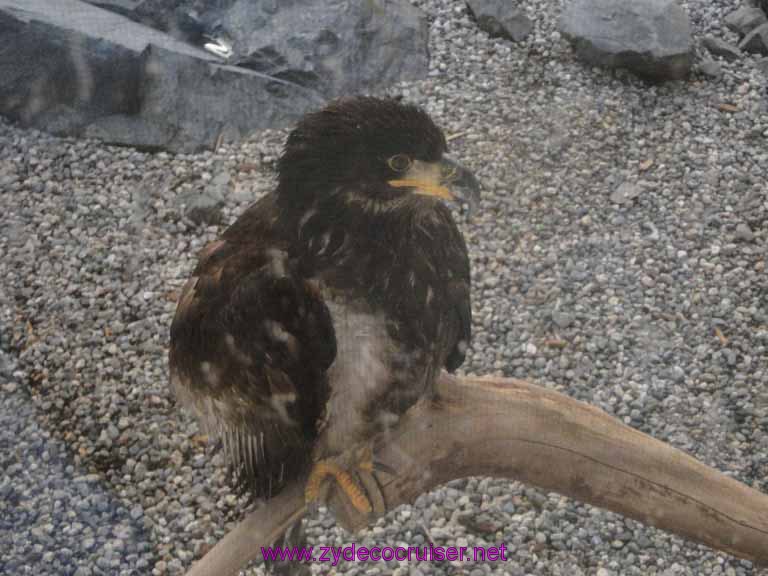 058: Sitka - Alaska Raptor Center - Immature Bald Eagle