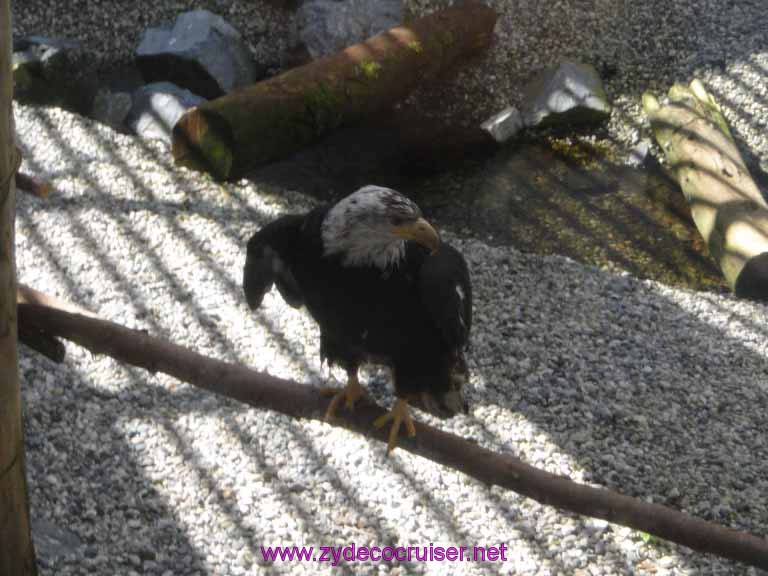 062: Sitka - Alaska Raptor Center - Bald Eagle