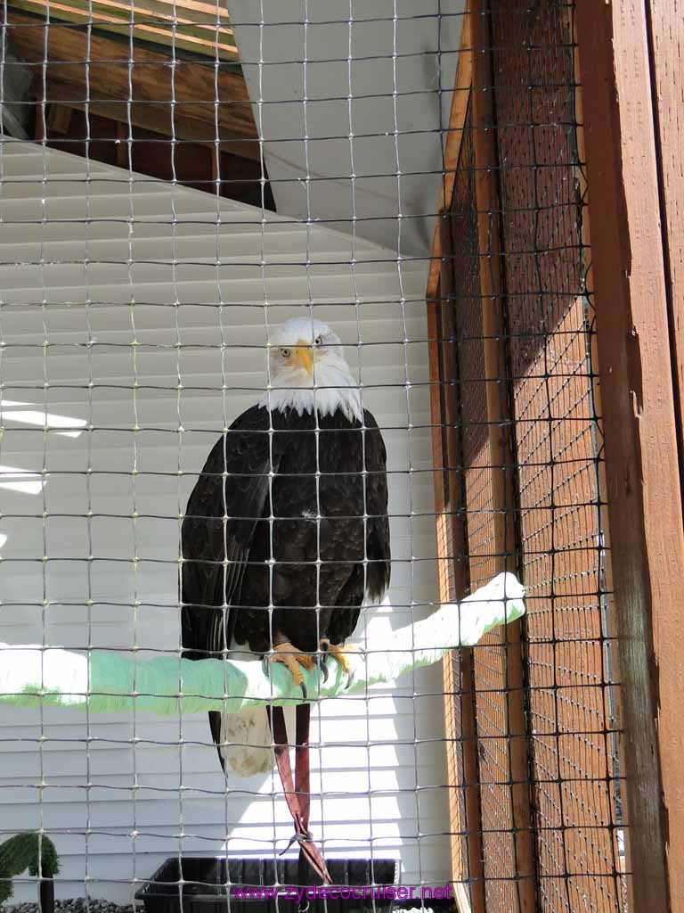 068: Sitka - Alaska Raptor Center - Volta - Bald Eagle