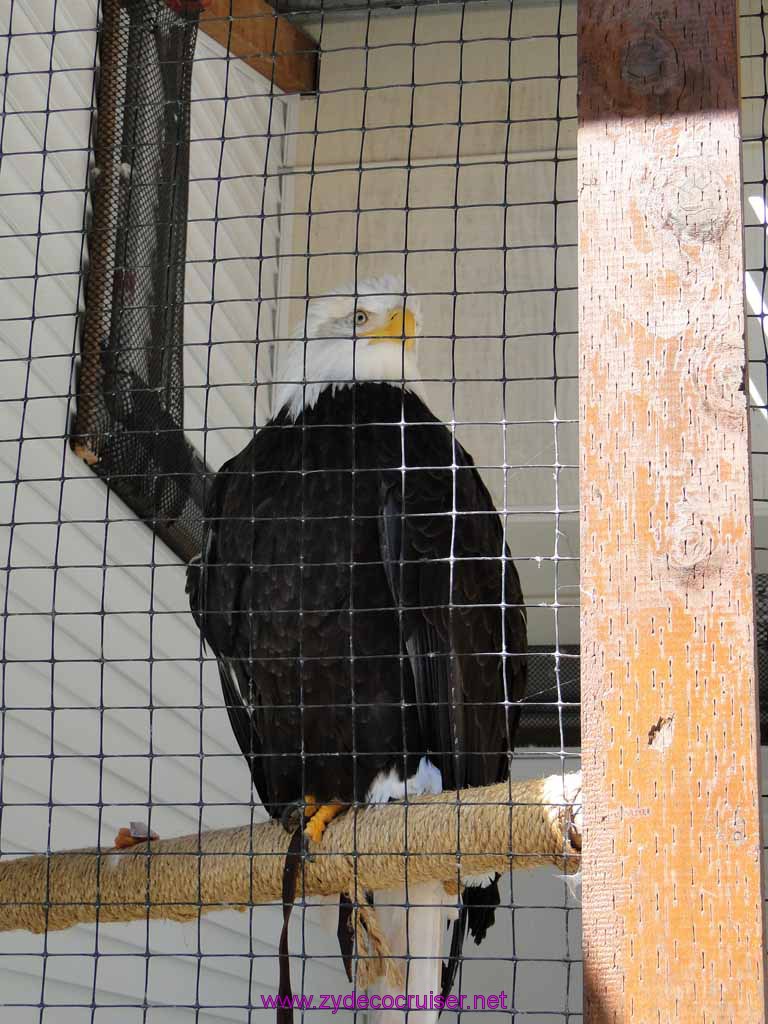 075: Sitka - Alaska Raptor Center - Volta - Bald Eagle