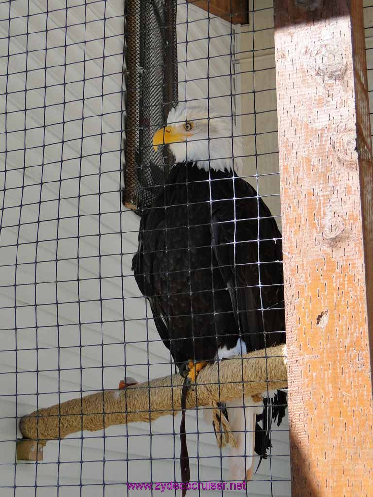 076: Sitka - Alaska Raptor Center - Volta - Bald Eagle