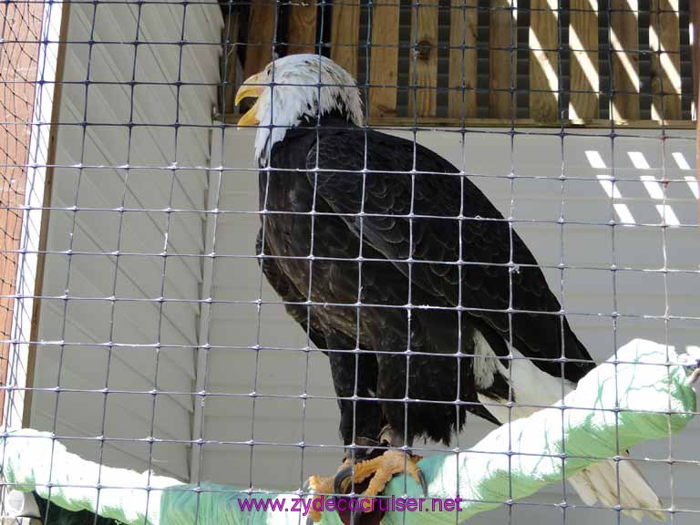 078: Sitka - Alaska Raptor Center - Volta - Bald Eagle - Must be another eagle near
