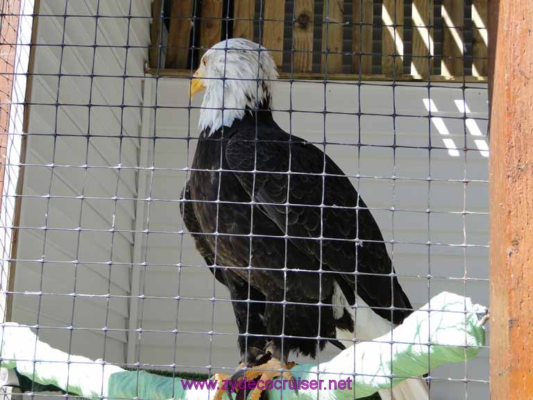 079: Sitka - Alaska Raptor Center - Volta - Bald Eagle