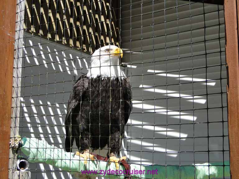 080: Sitka - Alaska Raptor Center - Volta - Bald Eagle