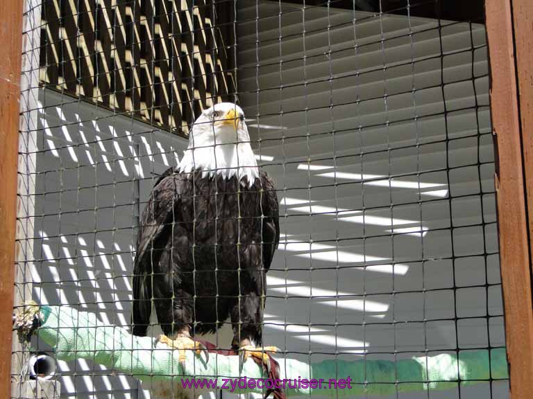 081: Sitka - Alaska Raptor Center - Volta - Bald Eagle