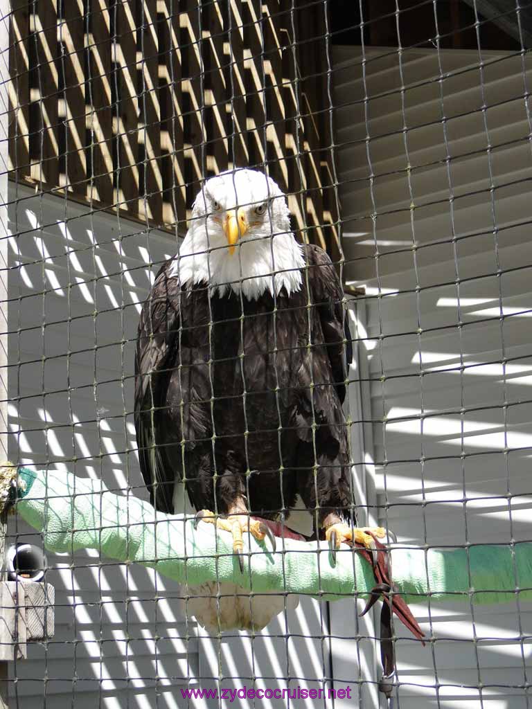 082: Sitka - Alaska Raptor Center - Volta - Bald Eagle