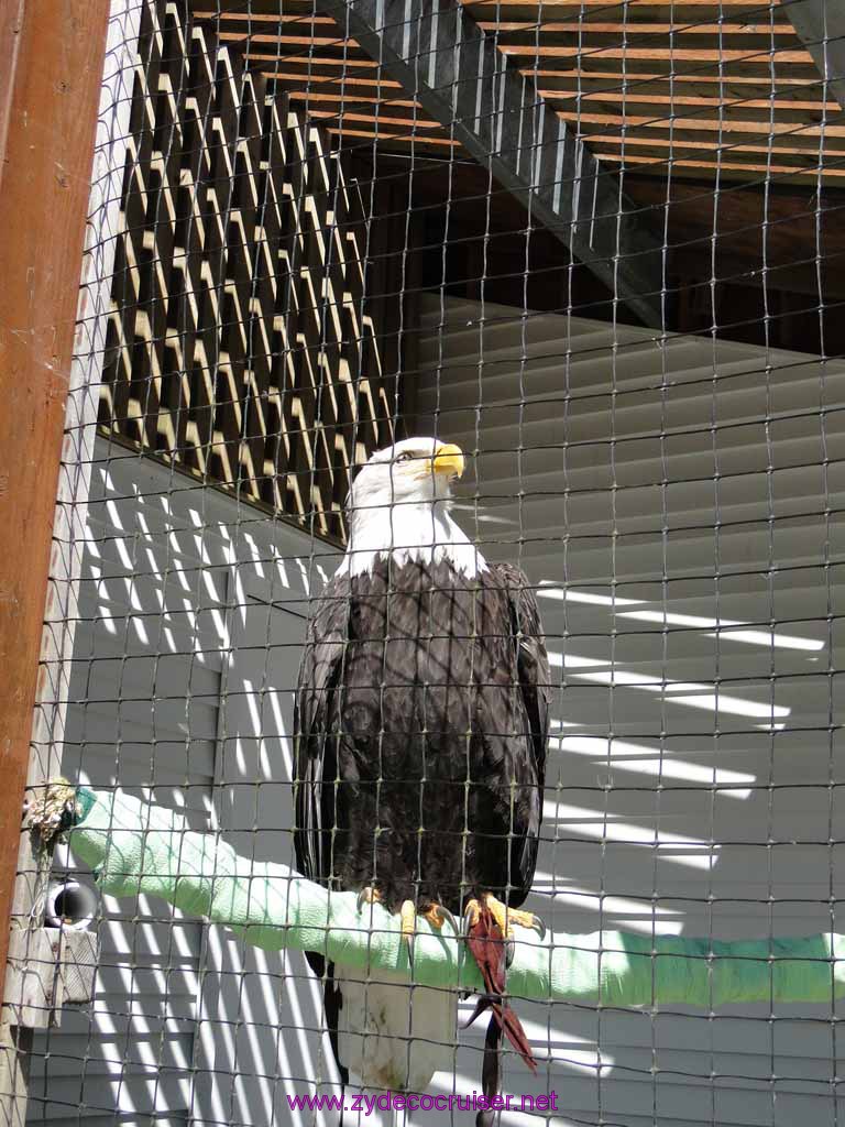 086: Sitka - Alaska Raptor Center - Volta - Bald Eagle