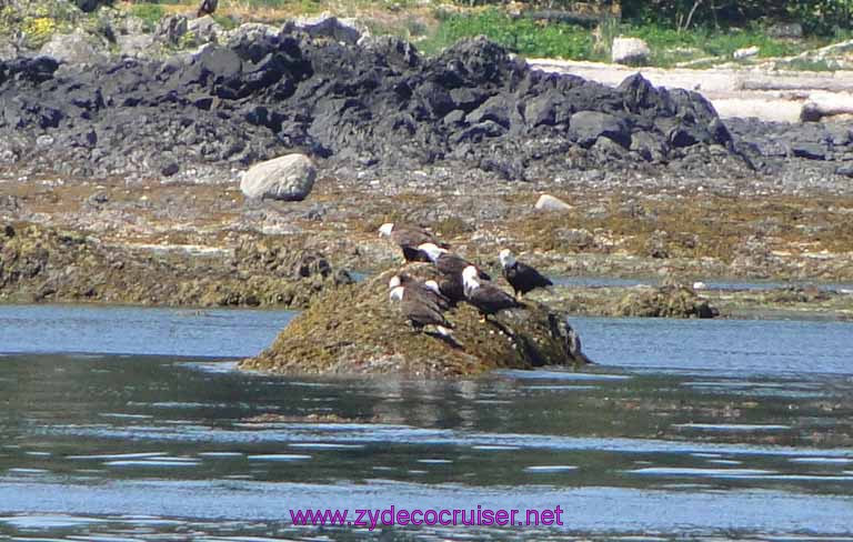 121: Sitka - Captain's Choice Wildlife Quest and Beach Exploration - Bald Eagles