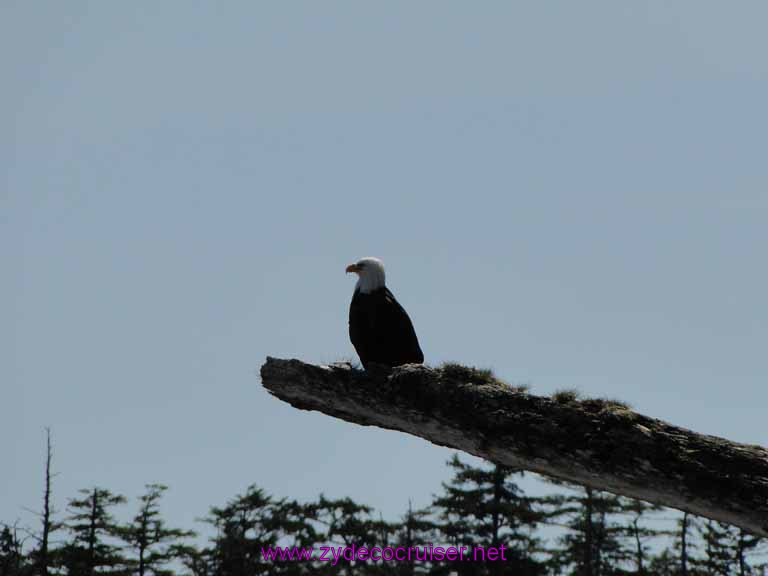 147: Sitka - Captain's Choice Wildlife Quest and Beach Exploration - Bald Eagle