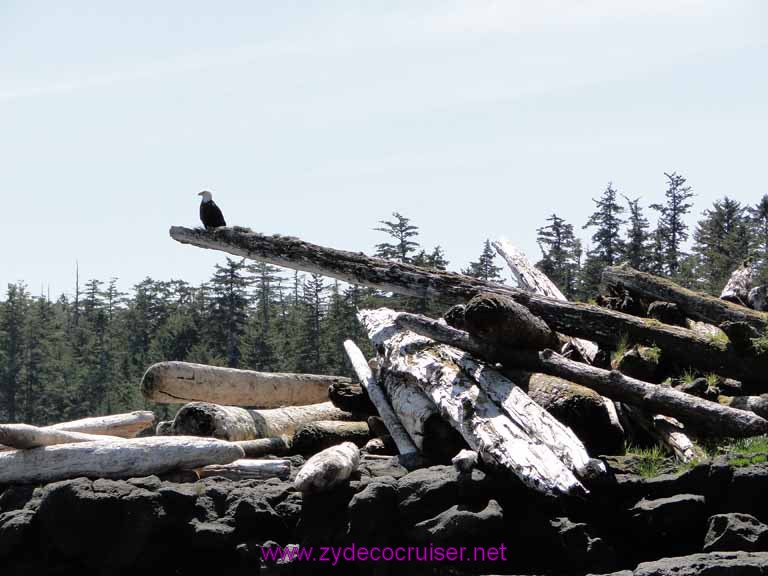 148: Sitka - Captain's Choice Wildlife Quest and Beach Exploration - Bald eagle