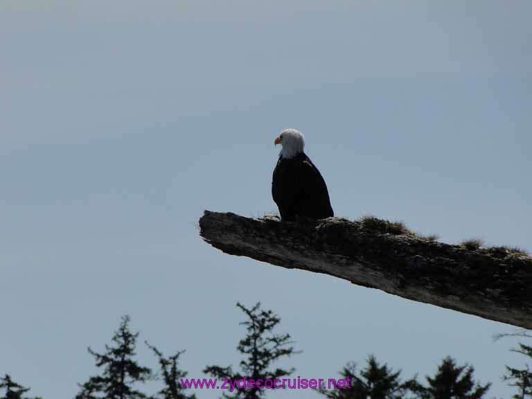 149: Sitka - Captain's Choice Wildlife Quest and Beach Exploration - Bald Eagle