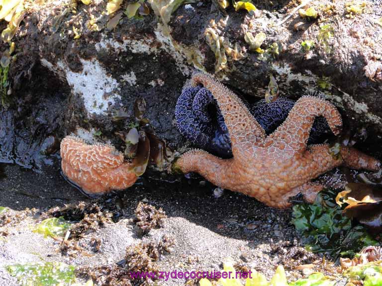 153: Sitka - Captain's Choice Wildlife Quest and Beach Exploration - Tide pool starfish