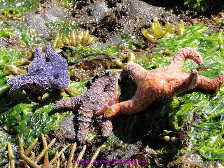 154: Sitka, Alaska - Captain's Choice Wildlife Quest and Beach Exploration - All three varieties of tidal pool starfish