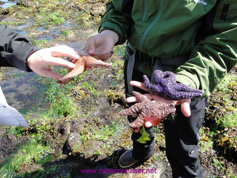156: Sitka - Captain's Choice Wildlife Quest and Beach Exploration - starfish
