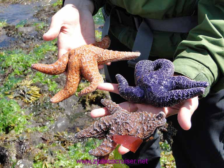 157: Sitka - Captain's Choice Wildlife Quest and Beach Exploration - starfish