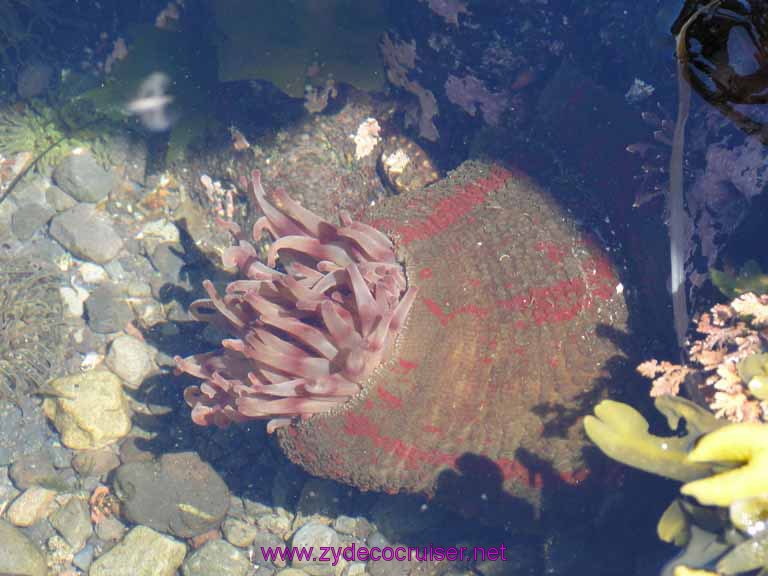 169: Sitka - Captain's Choice Wildlife Quest and Beach Exploration - anemone