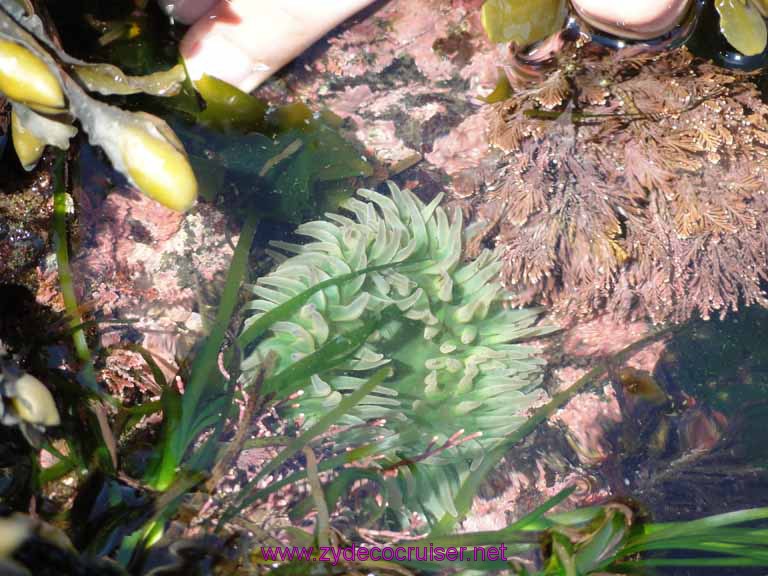 170: Sitka - Captain's Choice Wildlife Quest and Beach Exploration - anemone