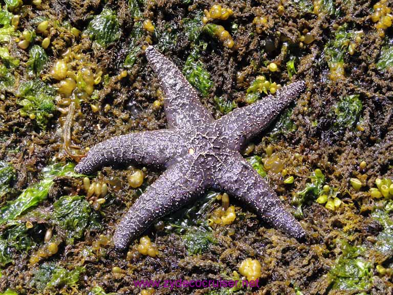 178: Sitka - Captain's Choice Wildlife Quest and Beach Exploration - starfish