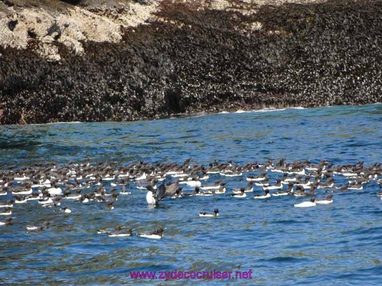 226: Sitka - Captain's Choice Wildlife Quest and Beach Exploration - a herd of Murre
