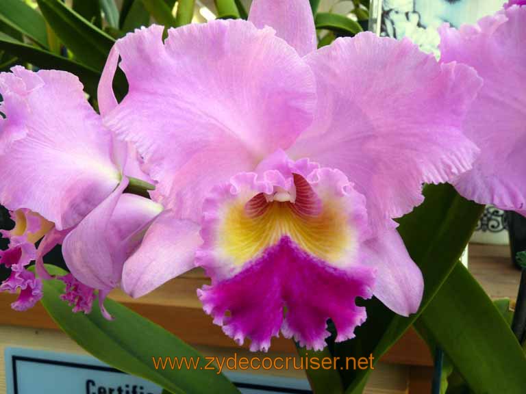 078: Carnival Spirit, Hilo, Hawaii, Hawaii, Akatsuka Orchid Gardens