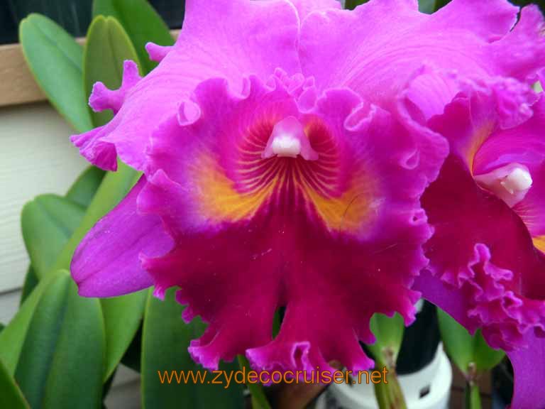 079: Carnival Spirit, Hilo, Hawaii, Hawaii, Akatsuka Orchid Gardens
