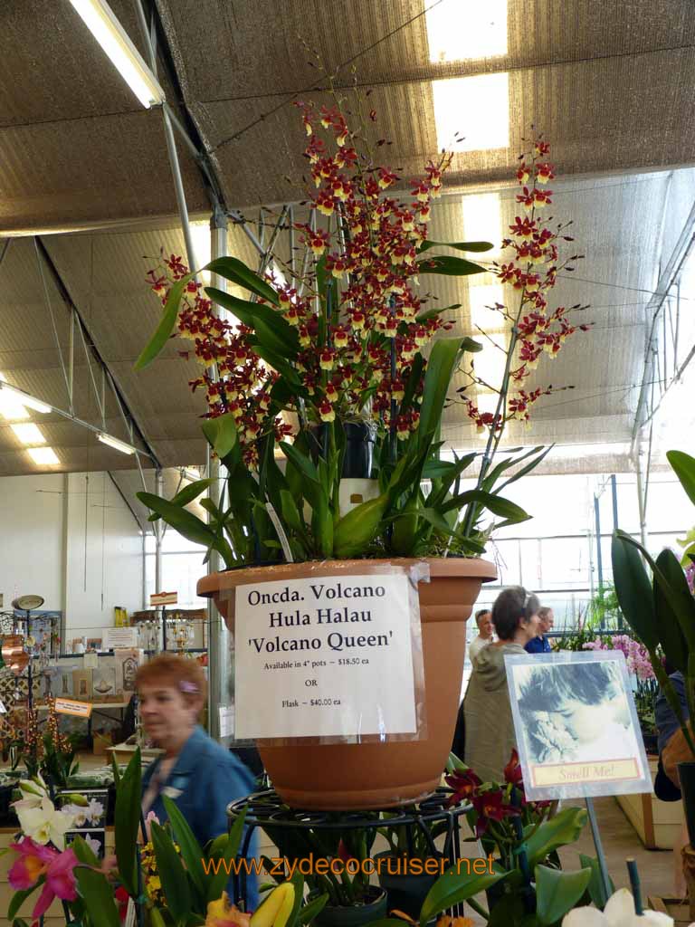 083: Carnival Spirit, Hilo, Hawaii, Hawaii, Akatsuka Orchid Gardens, Oncda. Volcano Hula Halau "Volcano Queen"