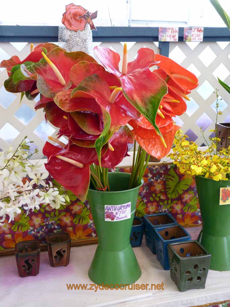 084: Carnival Spirit, Hilo, Hawaii, Hawaii, Akatsuka Orchid Gardens, Anthurium