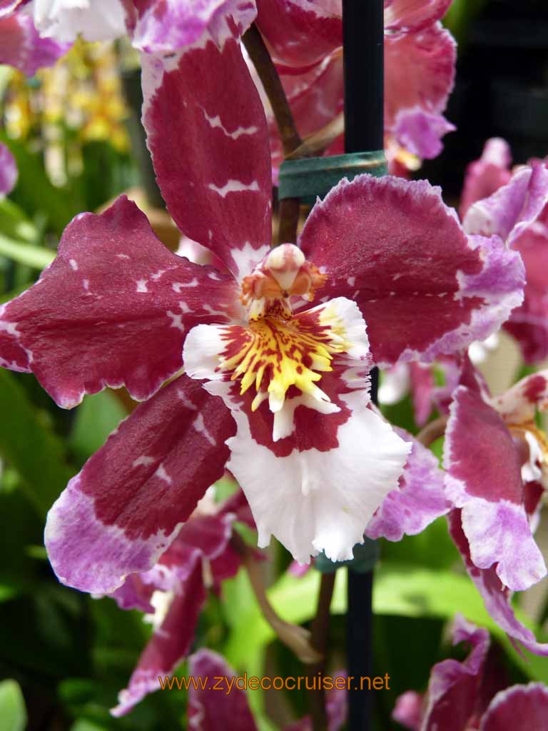 088: Carnival Spirit, Hilo, Hawaii, Hawaii, Akatsuka Orchid Gardens