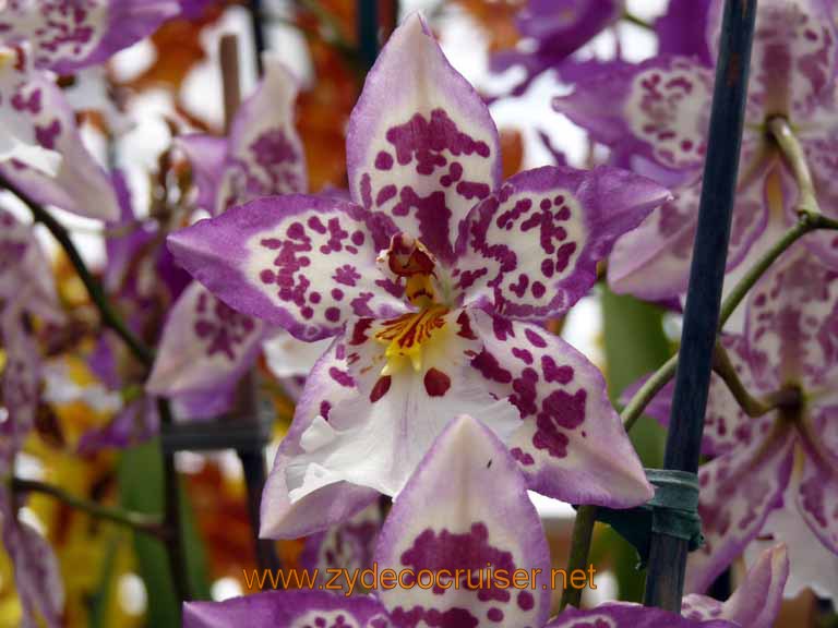 094: Carnival Spirit, Hilo, Hawaii, Hawaii, Akatsuka Orchid Gardens