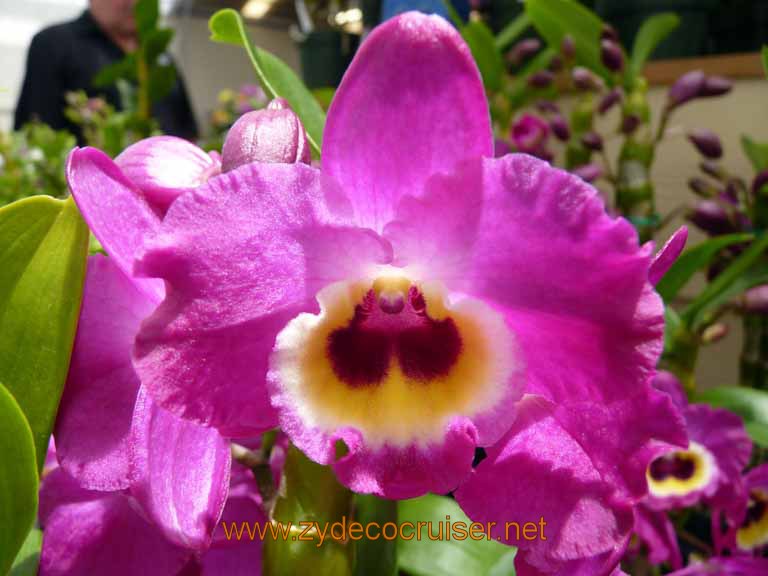 095: Carnival Spirit, Hilo, Hawaii, Hawaii, Akatsuka Orchid Gardens