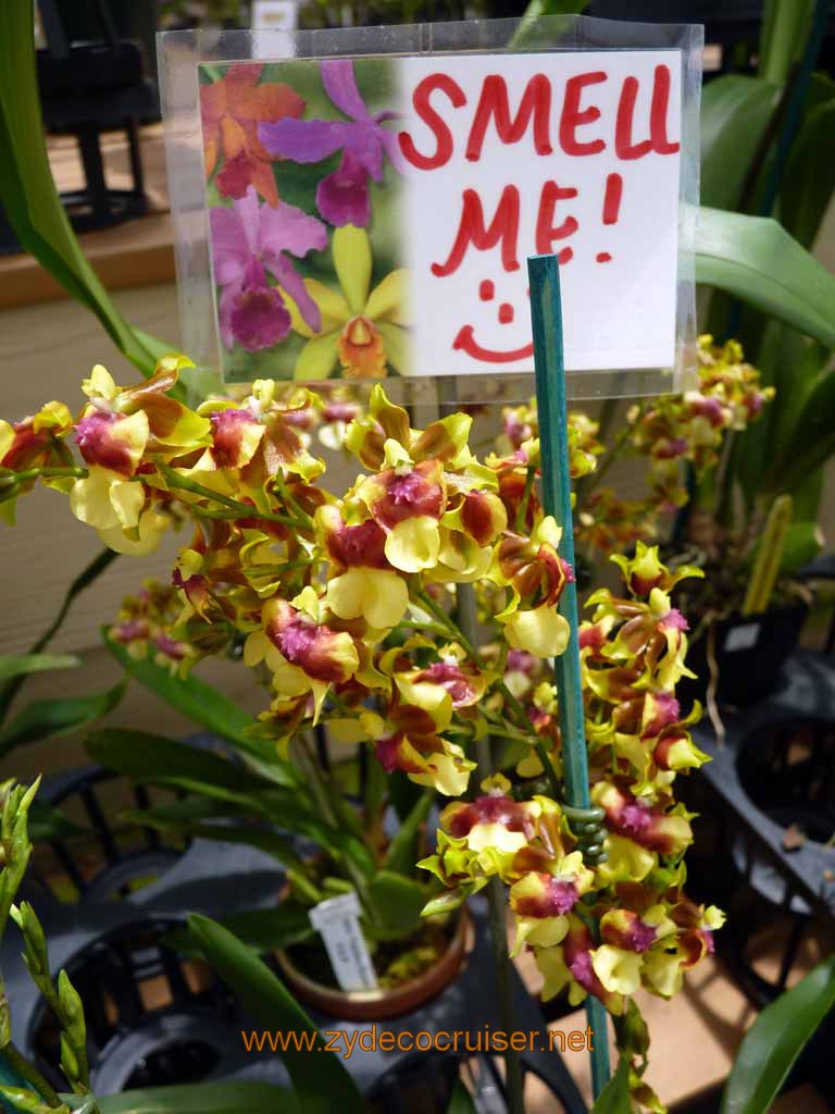 099: Carnival Spirit, Hilo, Hawaii, Hawaii, Akatsuka Orchid Gardens, Smell Me! :-)