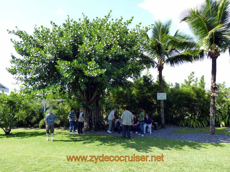 245: Carnival Spirit, Hilo, Hawaii, Big Island Candies, Unusual species - Smokerus Treeus